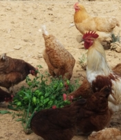 Chickens eating