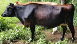 Holstein/Jersey cow