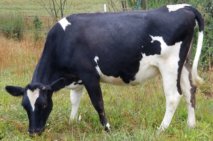 Barnett Guernsey Dairy