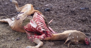Cow Killed by Coyotes